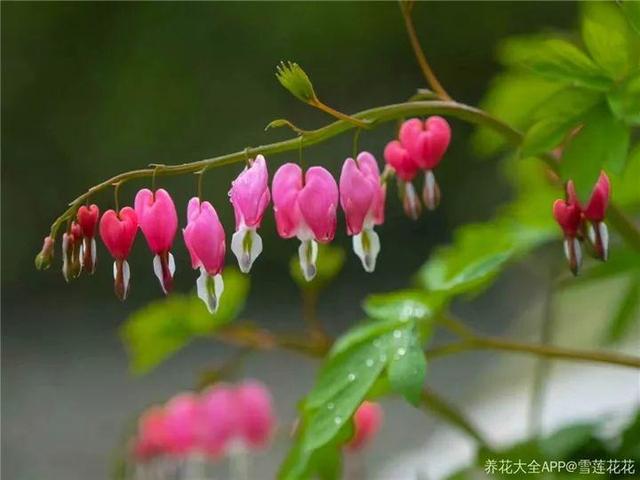 贝拉小蜜蜂草本身体乳