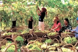 为什么新疆的葡萄这么贵，葡萄干这么便宜，原来是制作过程导致的图片