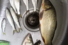只需五味药材，简单泡制四季通用钓鱼饵料配方！图片