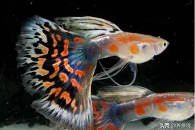 号称鱼缸“百万鱼”，孔雀鱼受欢迎的三大理由，你有没有踩中？图片