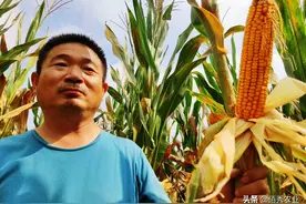 三位农民承包1000亩土地种植玉米，每亩预计收入1950元，能成功吗图片