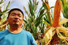 三位农民承包1000亩土地种植玉米，每亩预计收入1950元，能成功吗图片