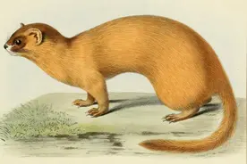 古语说“黄鼠狼不可杀”，为何不能杀？并非迷信，有一定科学依据图片