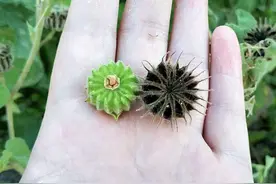 在荒地、农地里，有1种野生的“苘麻”，像野草，其实珍贵、值钱图片