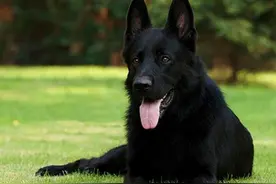 我和爱犬“黑毛”感人的传奇故事(谨以此文记念我家的小黑狗)图片