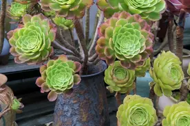 关于水滴筹的一些看法图片