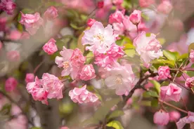 谁是川师大最美校花？快来pick一下图片