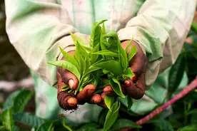 为何管喝茶叫“吃茶”？中国茶的历史知识，很多人都对它有过误解图片