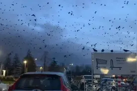 美国网友拍到阴沉天空下成群乌鸦漫天飞舞，气氛阴森诡异视频封面