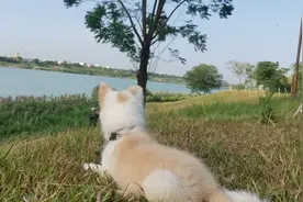 土狗老灰难产而死，心痛！图片