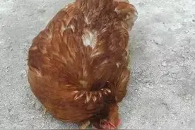 鸡新城疫的发病特点－－建议收藏图片