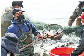 央视网聚焦！4000斤洪湖鲜鱼直供武汉社区，远低市场价格！图片