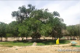 “乌鲁木齐古树之王”在哪？您知道它还有一个神奇的传说吗？图片