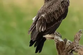 最美的雄鹰图片