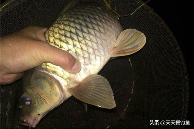 鲤鱼怕高温，夏季最适合夜钓，夜钓大鲤鱼，可以试试这些招数