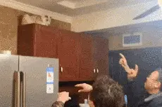 每日一笑，猫咪：我是DJ，大家跟着我的节奏嗨起来图片