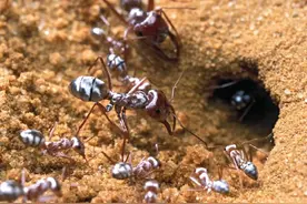 撒哈拉沙漠里的“快银”：和高温赛跑的蚂蚁，每天只工作10分钟图片