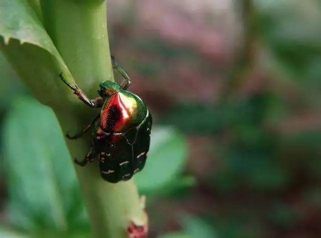 春天发生最早的是东方金龟子和苹毛金龟子,葡萄生长期铜绿金龟子主要