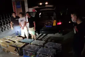 随便买卖鹦鹉或触犯法律 只有这三种可私人饲养图片