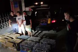 随便买卖鹦鹉或触犯法律 只有这三种可私人饲养图片