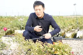 月季病虫害反复感染？教你做好冬季清园工作，一招就能有效预防！视频封面