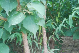 大棚杏树优质种植技术 大棚杏树一体化栽培技术