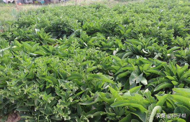 有关俄罗斯饲料菜畜牧价值，你想知道的都在这里了