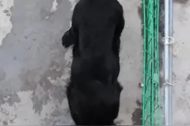 从上往下看好粗壮，优秀的护卫犬就是要有这样的体格图片