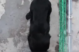 从上往下看好粗壮，优秀的护卫犬就是要有这样的体格图片