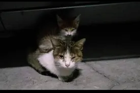 猫妈背着小猫求助人类，后来猫妈去世孩子却活了下来，母爱的伟大图片