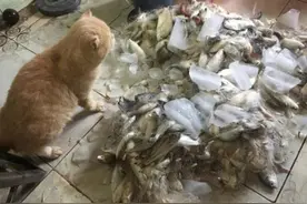 主人钓回鱼放桶里，猫咪悄悄摸摸去偷吃，一不小心竟酿出了大祸图片