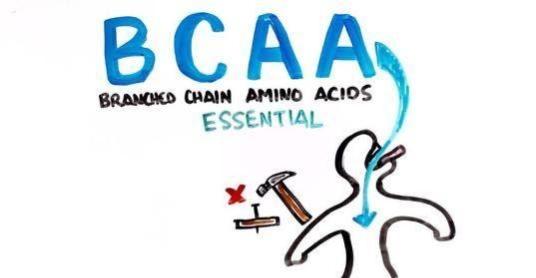 BCAA.支链氨基酸 真的有用吗？