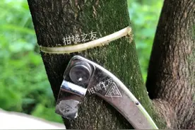 听说柑橘环割伤树，不环割能控梢保果吗？图片