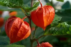 20种美味的野果子，你还记得几种？一起来认识下，涨知识不吃亏图片