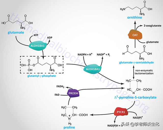 姘ㄥ熀閰哥殑鍚堟垚涓庡繀闇€姘ㄥ熀閰革紙涓€锛? onerror=