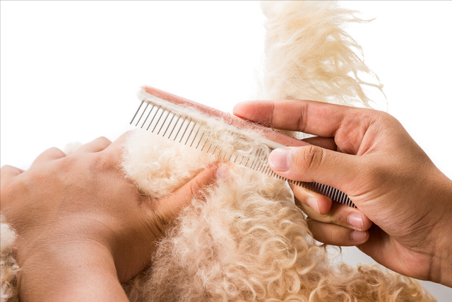 有这些症状的狗狗，可能要补充微量元素了