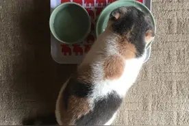 猫咪吃饭的样子，这身材也太圆滚滚了吧图片