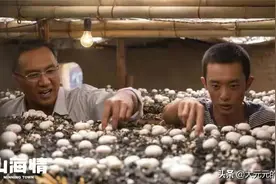 《山海情》中的双孢菇，20年前就能卖上高价，贵有贵的道理图片