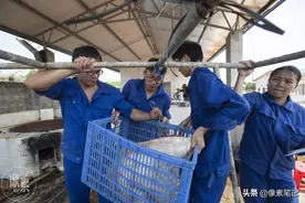 “北大屠夫”身家过亿，其养猪场每头公猪为130余头母猪提供精液图片