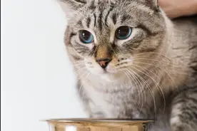 猫咪吃什么猫粮好？猫粮十大品牌排行榜图片