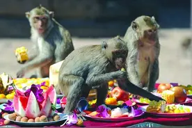 疫情还没结束，泰国猴灾又爆发，猴子占地为王，疯狂抢夺人类食物图片