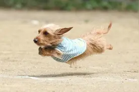 起飞吧！小短腿图片