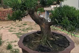 罗汉松盆景养家中，摆放禁忌要知道，放对位置好处多，放错了难活图片