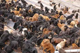 藏獒从一条换北京两套房，到成为流浪狗：泡沫是怎么破灭的？图片