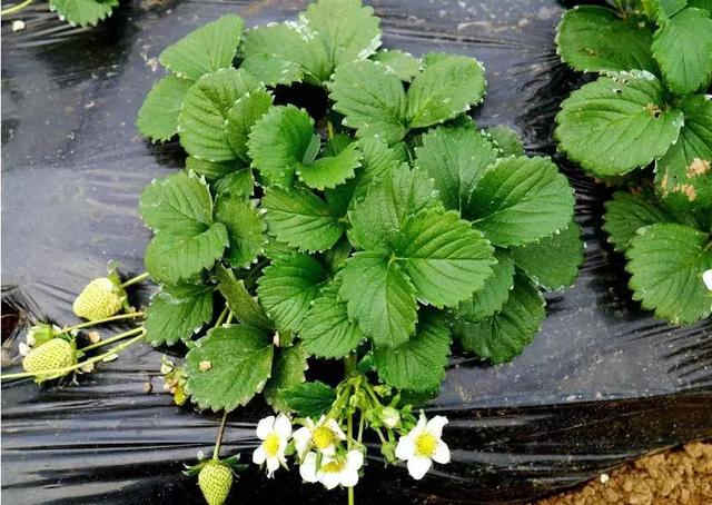 EDTA、糖醇、鳌合、络合…这些都是啥？为什么标上它价钱就高了？