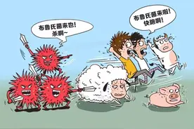 颇似重感冒的“布病”，你需要了解！图片