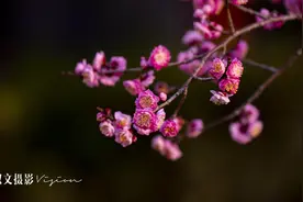 生命里一半忧伤，一半明媚，最美好的遇见可遇不可求图片