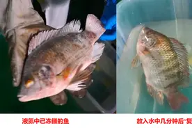 “冻死”的鱼居然能“复活”？中国的食品保鲜技术如此领“鲜”？图片