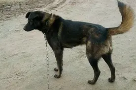 中国十大猎犬图片