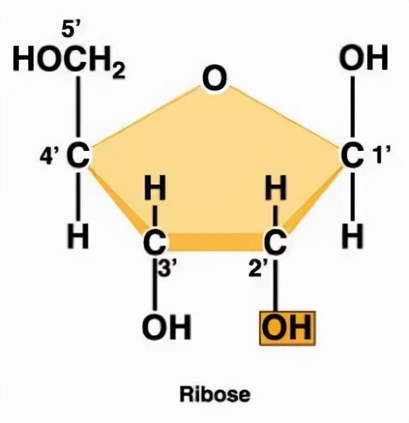 DNA里隐藏了生命所有的秘密，这是怎么实现的？